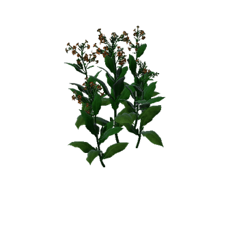 Flower Macedonia3 2
